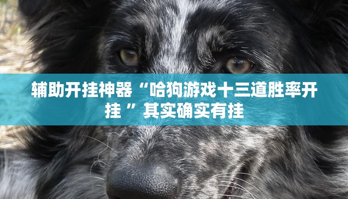 辅助开挂神器“哈狗游戏十三道胜率开挂 ”其实确实有挂 辅助开挂神器“哈狗游戏十三道胜率开挂 ”其实确实有挂
