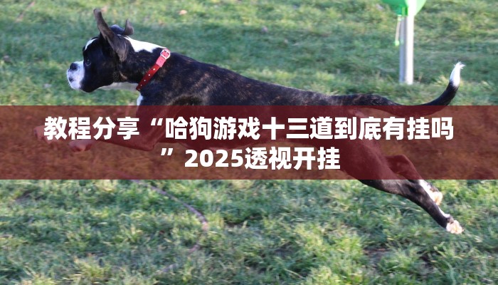 教程分享“哈狗游戏十三道到底有挂吗”2025透视开挂