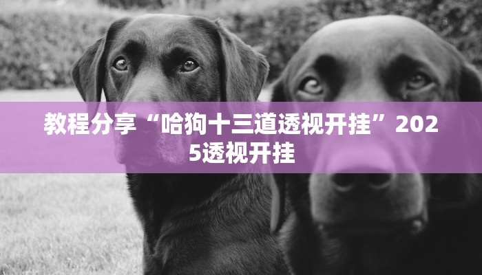 教程分享“哈狗十三道透视开挂”2025透视开挂 教程分享“哈狗十三道透视开挂”2025透视开挂